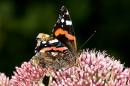 Red_Admiral2.jpg