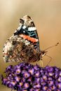 Red_Admiral4.jpg