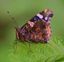 Red_Admiral_1.jpg