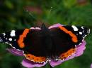 Red_Admiral_30_9_07.jpg