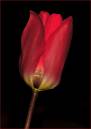Red_Tulip_1.jpg