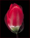 Red_Tulip_2.jpg