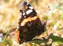 Red_admiral.JPG