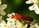 Red_beetle.jpg