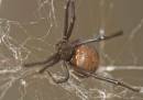 Redback-20.jpg