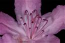 Rhodadendrum.jpg