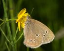 Ringlet-11.jpg