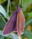 Ringlet_Butterfly.jpg