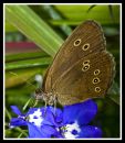 Ringlet_Butterfly1.jpg