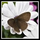Ringlet_Butterfly_00A.jpg