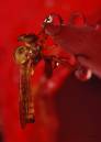 Robber-on-Red.jpg