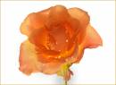 Rose11.jpg