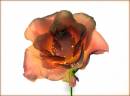 Rose7.jpg