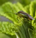 Rose_bettle-1.jpg