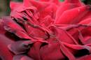 Rosered.jpg
