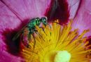 Ruby_Tailed_Wasp.jpg