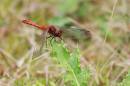 Ruddy_Darter_3159s.jpg