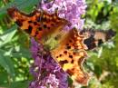 SAM_1086_1024_x_769_.jpg