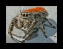 SPIDER2.jpg