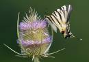 Scarce-Swallowtail.jpg