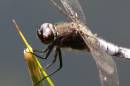 Scarce_Chaser_8676s.jpg