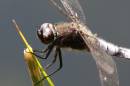 Scarce_Chaser_8676s.jpg