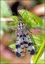 Scorpion_Fly.jpg