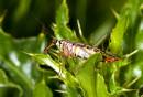 Scorpion_Fly1.jpg