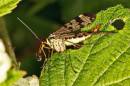 Scorpion_Fly2.jpg