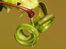 Seed-01a.jpg