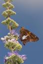 Silver_Spotted_Skipper_wp.jpg
