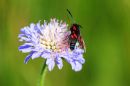 Six_Spot_Burnet_Moth.jpg