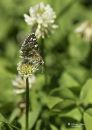 Skipper_Nikon_600_Sig_105_2_8_macro_dif_ff_20200603-DSC_7701.jpg