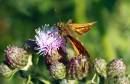 Skipper_butterfly.jpg