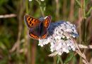 Small-Copper1.jpg