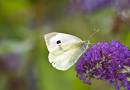 Small_Common_white.jpg