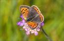 Small_Copper.jpg