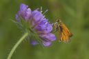 Small_Skipper3.jpg