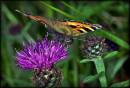 Small_Tortoiseshell_butterfly.jpg