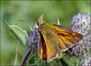 Small_skipper.jpg