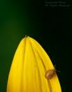 /gallery/data/514/thumbs/Snail-on-Yellow.jpg