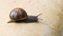 Snail21.jpg