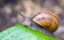 Snail4.jpg