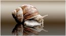 Snailborderweb.jpg