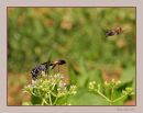 Sneak_attack_N_D_600_Sig_105_HH_RF_062616_9957.jpg