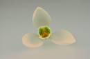 Snow-drop-bloom.jpg