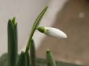 Snowdrop.jpg