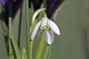 Snowdrop_1.jpg