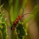 Soldier_Beetle-1.jpg