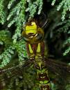 Southern_Hawker020908005.jpg